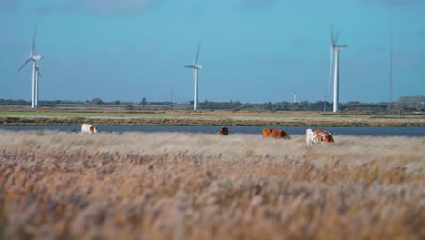 A-wind-park-on-the-Danish-coast