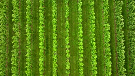 Overhead-View-Of-Rows-Of-Apple-Plantation-With-Green-Foliage