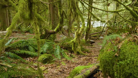 Dolly-shot-of-moss-covered-forest-in-Canada,-serene-scene