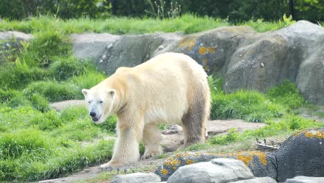 Eisbären-Streifen-In-Der-Wildnis-Umher