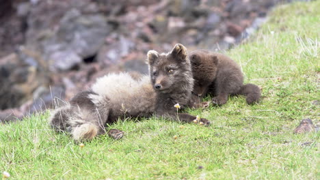 Arctic-foxes-family-enjoying-summer-in-National-park,-Iceland