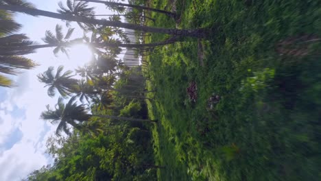 Drohne-In-Geringer-Höhe-Fliegt-Zwischen-Kokospalmen-Mit-Strahlender-Sonne-Im-Hintergrund,-Strand-Playa-El-Valle,-Samana-In-Der-Dominikanischen-Republik