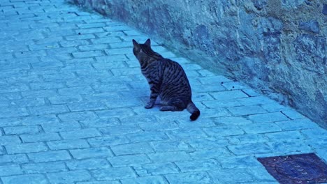 Katze-Sitzt-Auf-Dem-Boden-In-Einer-Kleinen-Straße-In-Frankreich-Und-Gähnt