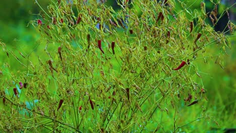 Hängende-Getrocknete-Rote-Indische-Chilischoten,-Die-Sich-Im-Wind-Wiegen,-Mit-Grünem-Bokeh-Hintergrund