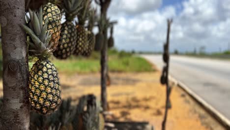 Fresh-ripe-tropical-Pineapples-hanging-for-sale-on-a-rural-fruit-stand-ready-to-be-cut-up-and-eaten-on-the-side-of-a-highway-in-the-state-of-Paraiba-in-Northeastern-Brazil-on-a-warm-summer-day