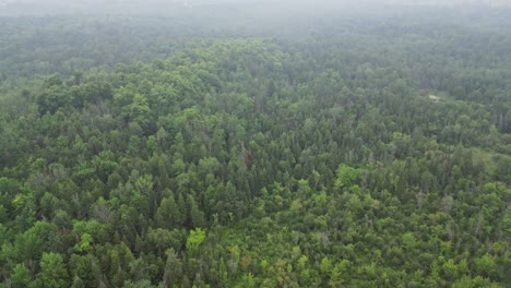 Panoramic-View-Of-Lush-Green-Forest-On-A-Misty-Day---drone-shot