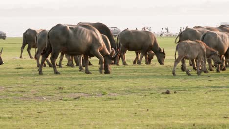 Tranquil-Green-Grassland-with-Herd-of-Buffalo-Capturing-the-Beauty-of-Rural-Wildlife
