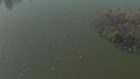 Imágenes-Aéreas-De-Drones-De-Patos-Y-Gansos-En-El-Agua-Cerca-De-Una-Isla-Fría-Mañana-De-Invierno