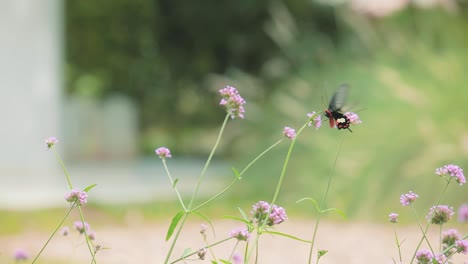 Schwarzer-Schmetterling,-Der-Sich-In-Zeitlupe-Von-Einer-Violetten-Blume-Im-Garten-Ernährt,-Um-Nektar-Zu-Erhalten