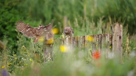 Mother-Tawny-Owl-Landing-on-Wooden-Fence,-Feeding-Baby-Owl,-Catching-Food,-Flying,-Slow-Motion-Close-Up,-Long-Grass,-Pretty-Flowers