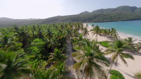 Palm-trees-along-Playa-Rincon-beach,-Samana-in-Dominican-Republic