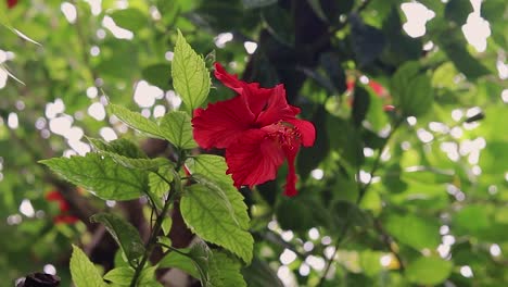 Flor-Roja-De-Hibisco-Aislada-Con-Hojas-Verdes-En-El-Día-Desde-Un-ángulo-Diferente