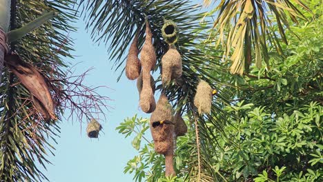 Weaver-birds-building-a-nest-in-a-tree