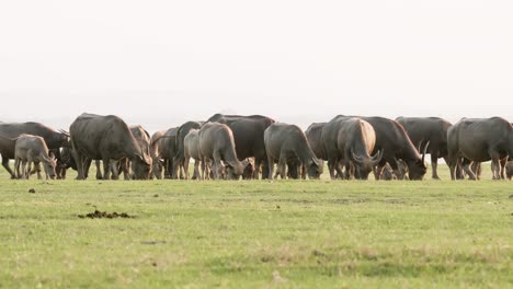 Herd-of-Majestic-Buffalo-Roaming-Amidst-Lush-Green-Grassland