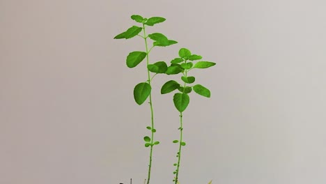 Sacred-Tulsi-Tree-with-white-background-from-Unique-Perspectives