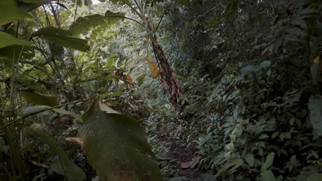Caminar-Por-Senderos-Dentro-De-La-Selva-Tropical-En-La-Amazonía-De-América-Del-Sur