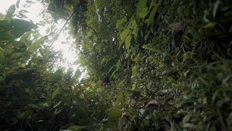 Plantas-Silvestres-Cubiertas-De-Maleza-Dentro-De-La-Selva-Amazónica-De-Ecuador-En-Sudamérica