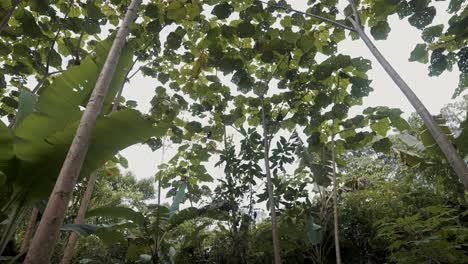 Tropical-Plants-At-The-Amazon-Forest-In-Ecuador,-South-America