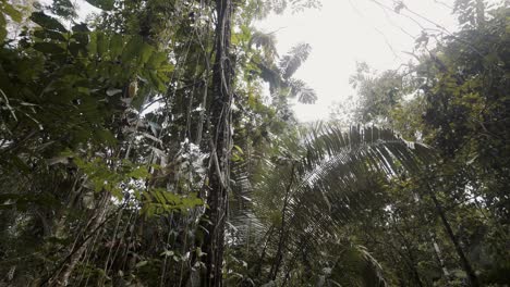 árboles-Exóticos-En-La-Selva-En-La-Selva-Tropical-De-Ecuador,-Sudamérica