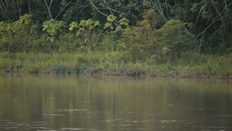 Fließender-Fluss-Mit-Reflexionen-über-Den-Tropischen-Amazonas-Regenwald-In-Südamerika