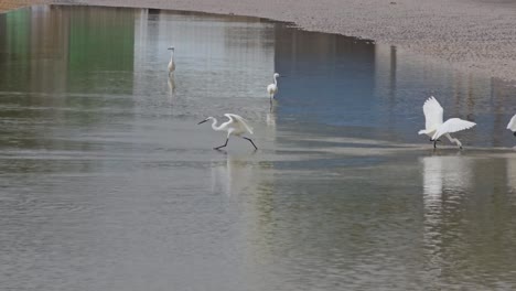 Schwarm-Weißer-Seidenreihervögel,-Die-Bei-Ebbe-Bei-Sonnenaufgang-Im-Seichten-Meerwasser-Paddeln-Und-Nach-Fischen-Suchen