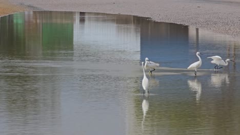Group-of-Little-Egrets-Catching-Fishes-in-Shallow-Sea-Water-Paddle-At-Low-Tide---wide-angle