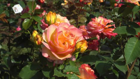 Orange-hue-colorful-hybrid-full-bloom-rose-with-buds-in-a-zoom-in-scene-to-close-up-view