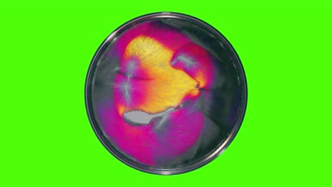 Greenscreen-Draufsicht,-3D-Darstellung-Abstrakter-Formen,-Die-In-Einer-Petrischale-Fließen,-Sich-Entwickelnde-Viren-Oder-Bakterien-Experimentieren-In-Einem-Labor-Und-Bilden-Lebendige,-Haarige-Zellen