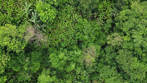 Filmische-Luftaufnahme-Von-Oben-Auf-Den-Farbenfrohen,-Dichten-Regenwald-Mit-Abaca--Und-Palmenbäumen-In-Baras,-Catanduanes