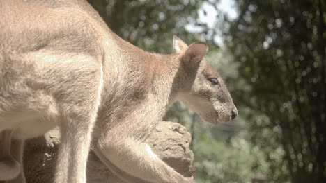 Medium-shot-of-wallaby-who-stands-and-eats,-stabilized-gimbal