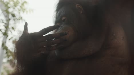Stunning-slow-motion-shot-of-orangutan-licking-fingers-after-eating-fruit