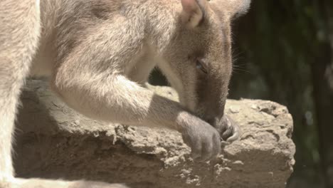 Cute-Australian-wallaby-is-itchy-and-uses-hands-in-face
