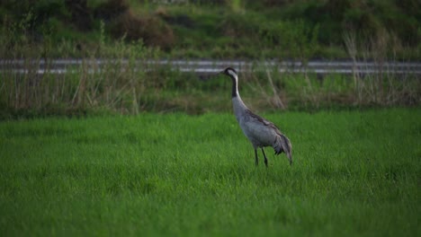 Pájaro-Grulla-Común-Con-Cuello-Largo-Parado-En-Un-Paisaje-Natural-Verde
