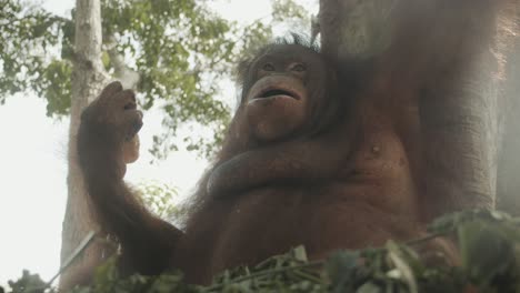 Moving-gimbal-shot-around-eating-orangutan-in-Nest-high-in-tree