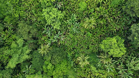 Slow-moving-aerial-flyover-of-vibrant,-Asian-jungle-with-exotic,-dense-foliage-in-Baras,-Catanduanes