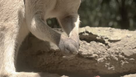 Close-up-quality-shot-of-wallaby-hands