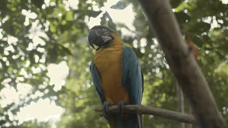 Stabilized-gimbal-shot-around-colourful-parrot-who-sleeps-on-tree