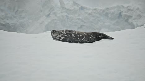 Weddel-seal-taking-a-rest-on-a-ice-float