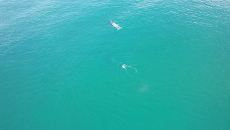 Humpback-Whales-in-the-Turquoise-Waters-of-Cabarita-Beach,-Tweed-Shire,-Bogangar,-Northern-Rivers,-New-South-Wales,-Australia-Aerial-Dolly-Shot