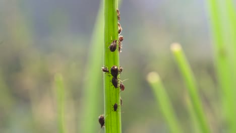 Aphid-Colony-On-A-Blade-Of-Chive-herbs,-Shallow-Depth-Of-Field