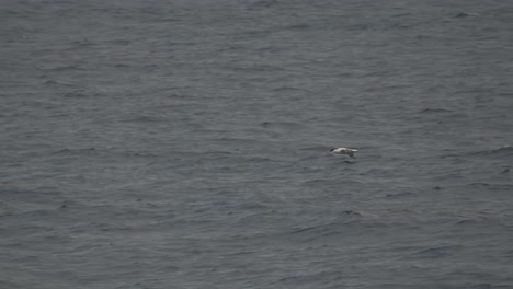 Albatros-Errante-Deslizándose-Suavemente-Sobre-La-Superficie-Del-Agua