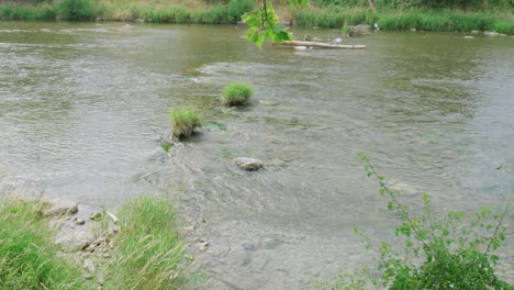 Zeitlupenaufnahme-Eines-Fließenden-Süßwasserbaches-Mit-Gras,-Das-An-Den-Ufern-Wächst