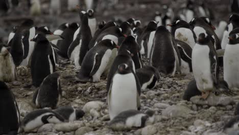 Mittlere-Aufnahme-Innerhalb-Der-Pinguinkolonie-Auf-Felsen-Und-Boden