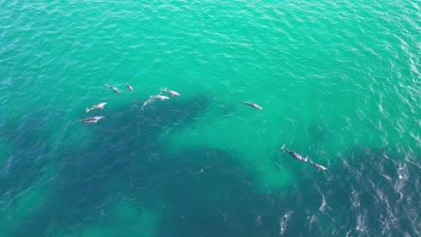 Frolicking-Bottlenose-Dolphins-in-the-Turquoise-Waters-of-Cabarita-Beach,-Tweed-Shire,-Bogangar,-Northern-Rivers,-New-South-Wales,-Australia-Aerial-Pan-Shot