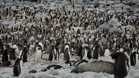 Sehr-Große-Herde-Vieler-Pinguine-An-Einem-Abgelegenen-Strand,-Die-Sich-Um-Junge-Kümmern-Und-In-Der-Antarktis-Nisten