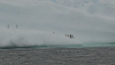 Pingüinos-Saltando-Dentro-Y-Fuera-Del-Agua,-Desde-Un-Impresionante-Iceberg-Con-Hielo-Y-Nieve