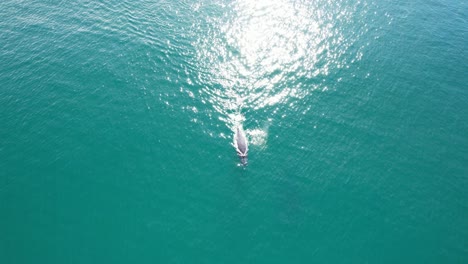 Humpback-Whale-Diving-in-the-Turquoise-Waters-of-Cabarita-Beach,-Tweed-Shire,-Bogangar,-Northern-Rivers,-New-South-Wales,-Australia-Aerial-Pan-Shot