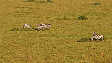 Slow-Motion-Shot-of-Aerial-shot-of-group-of-Zebras-on-wide-empty-savanna-savannah,-African-Wildlife-in-Maasai-Mara-from-hot-air-ballon-ride,-Kenya,-Africa-Safari-Animals-in-Masai-Mara