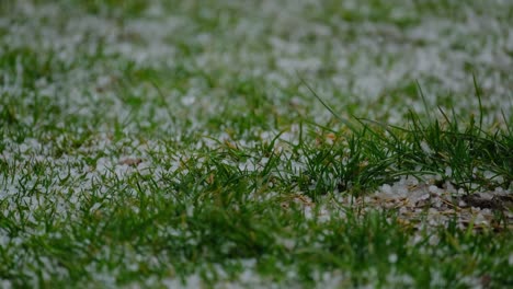 4K-Small-hail-falls-on-grass-stable-close-up-shot