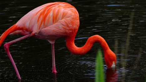 American-Red-Flamingo-scavenging-and-creating-ripples-on-the-water-surface---slowmotion